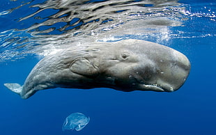 gray whale under water HD wallpaper